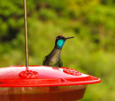 Colibrí en Reserva forestal