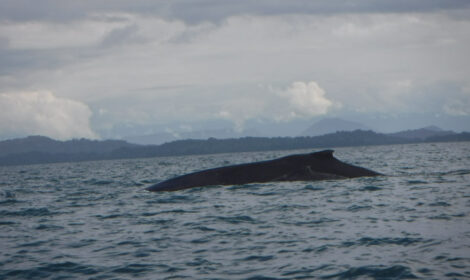 Avistamiento de Ballenas Jorobadas