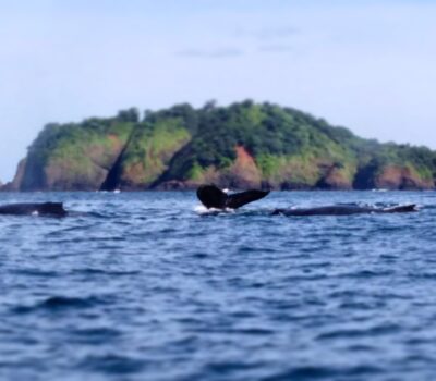 Ballenas jorobadas en el Golfo de Chiriquí